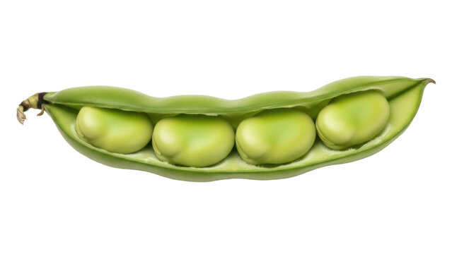 Isolated green fava bean pod showing seeds still inside the shell, a fresh natural product