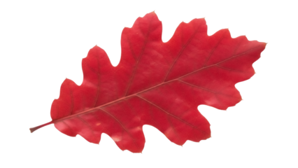 Isolated Red Oak Leaf featuring bold autumnal color, studio shot, single vibrant subject