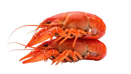 Isolated Pair of Bright Red Crawfish Stacked on Top of Each Other and Ready to Boil