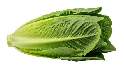 Isolated romaine lettuce head ready for food preparation with a vibrant green color