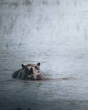 View of a hippopotamus resting in the water, its massive head barely above the surface, creating ripples in the calm waters, Maun, North-West District, Botswana.
