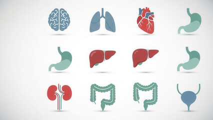 Comprehensive infographic illustrating human organ systems including brain lungs heart liver and