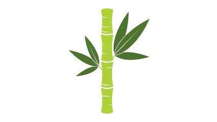 Fototapeta premium Isolated Bamboo plant stalk with leaves, green colors, growth and oriental mood, foliage