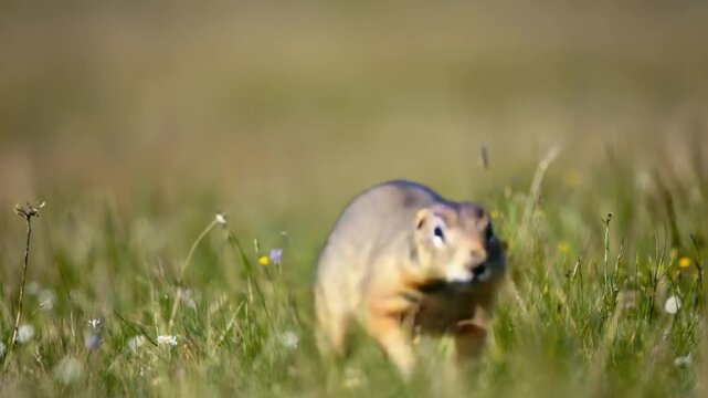 Mole observing nature.