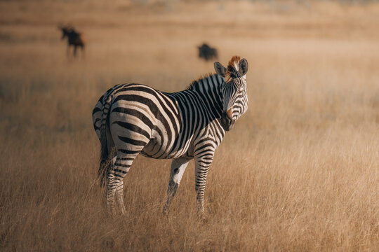 View of a zebra standing majestically amidst the golden savanna grasses under the warm African sun, with wildebeest grazing distantly, Maun, North-West District, Botswana.