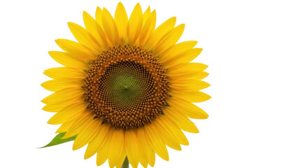 Isolated vibrant sunflower blossom, bright yellow petals, intricate center, agricultural beauty