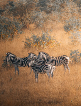 View of a dazzle of zebras standing amidst the golden savanna grasses under the soft light of the African sun, Hazyview, Mpumalanga, South Africa.