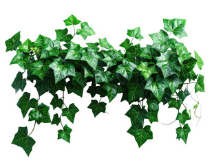 Fototapeta premium Lush green ivy vines, isolated on black, with glossy leaves