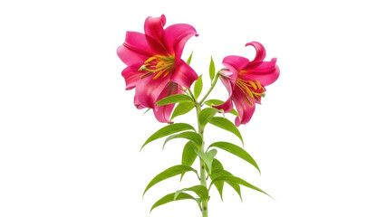Isolated pink lily flowers, stem, and leaves of a single plant blossom, beautiful, summer