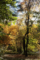colorful leaves of various trees at autumn