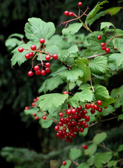 raspberry pulp with cream as tasty dessert