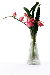 pretty pink flower of Epiphullum potted plant close up