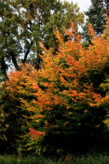 colorful leaves of various trees at autumn
