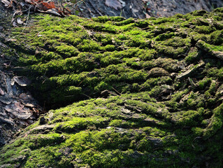 green moss on trunk old tree close up