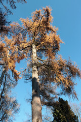 colorful leaves of various trees at autumn