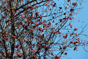 red fruits of Crataegus Crus-Galli decorative tree -Rosaceae Family