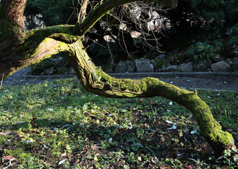 green moss on trunk old tree close up