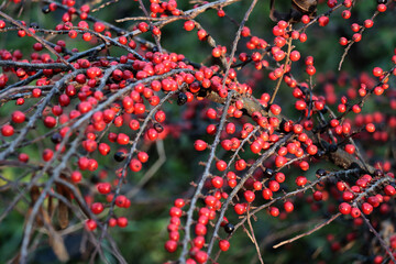 red small fruits of cotoneaster horizontalis bush at autumn
