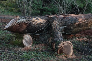 view at old stump in the forestat autumn