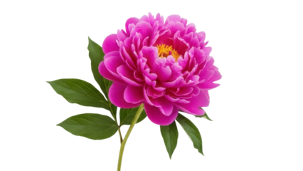 Isolated pink peony flower with leaves showing vibrant colors and intricate petals of bloom