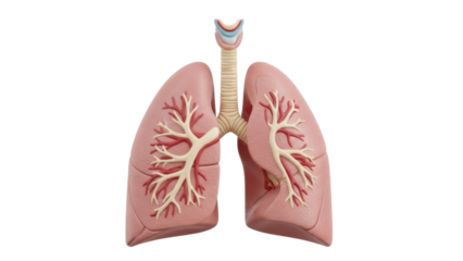 Isolated lung anatomy model showing bronchus and trachea for educational or medical concepts