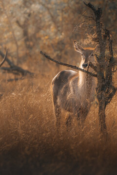 View of a lone waterbuck stands amidst the golden savanna grasses, partially obscured by a stark, leafless tree in the hazy sunlight, Maun, North-West District, Botswana.
