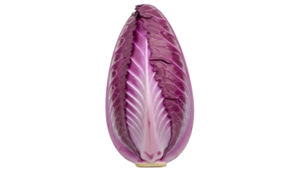 Isolated red radicchio vegetable head, healthy and fresh ingredient for tasty dishes