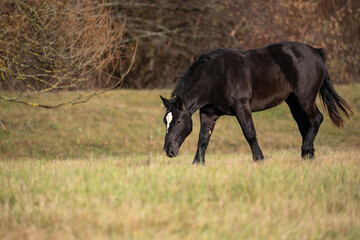 Naklejka premium horse in the field