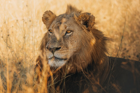 View of a majestic young lion with a golden mane resting amidst sun-kissed grasses, exuding both power and serenity, Maun, North-West District, Botswana.