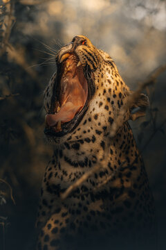 View of a leopard with its mouth wide open, exposing its formidable teeth and pink tongue, against a backdrop of muted greens and browns, Hazyview, Mpumalanga, South Africa.