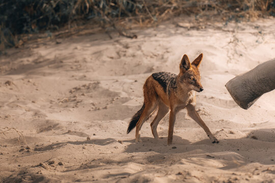 View of a black-backed jackal standing alert on the sandy ground near vegetation, with part of an elephant visible, Maun, North-West District, Botswana.