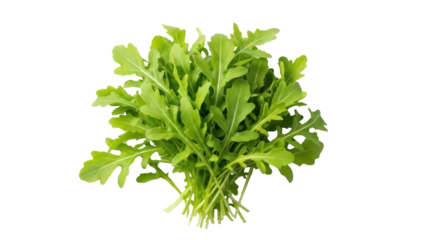Isolated bunch of fresh organic arugula salad vegetable for cooking and healthy eating