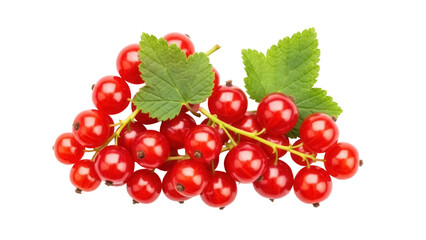 Isolated bunch of fresh red currants with green leaves, fruit for juice, desserts and jams