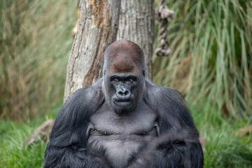 Obraz premium Majestic Silverback Gorilla Sitting Calmly In Natural Habitat By Tree Trunk In Dense Forest Background
