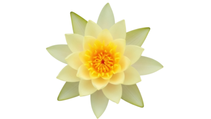 Isolated light yellow water lily flower, perfect for elegant designs and compositions