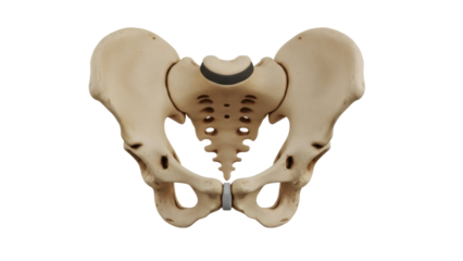 Isolated view of human pelvis bone structure, anatomy science skeleton model system