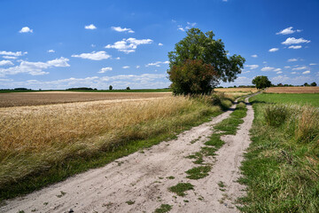 Rural landscape with a gravel road and cultivated fields with ripe grain during summer