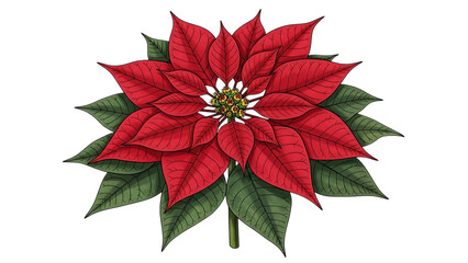 Beautiful poinsettia flower with red petals and green leaves