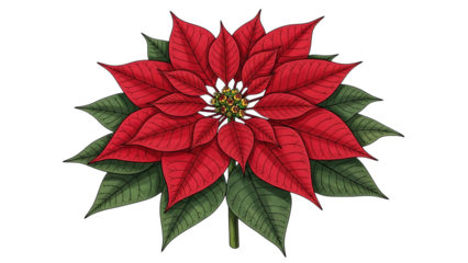 Beautiful poinsettia flower with red petals and green leaves