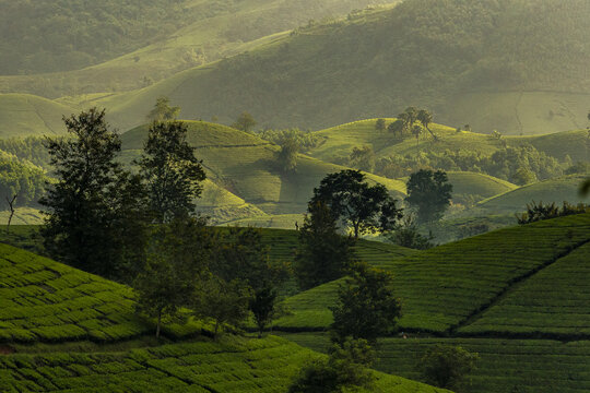 View of verdant tea plantations cascading across the undulating hills under a soft, golden light, creating a serene landscape, Phu Tho, Ph&uacute; Thọ, Vietnam.