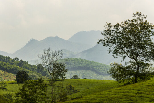 View of verdant tea plantations rolling gently into hazy mountain ranges under a soft sky, a tranquil vista of rural beauty, Phu Tho, Ph&uacute; Thọ, Vietnam.
