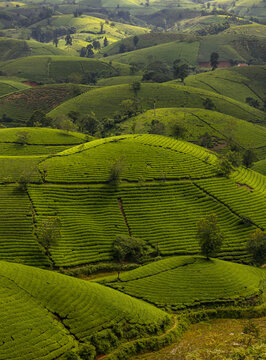 View of verdant tea plantations cascade over rolling hills, a tapestry of vibrant greens under a soft sky, a tranquil scene, Phu Tho, Ph&uacute; Thọ, Vietnam.