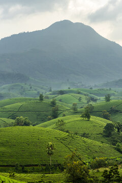 View of rolling green hills cascade under a misty sky, punctuated by solitary trees, creating a tranquil scene, Phu Tho, Ph&uacute; Thọ, Vietnam.