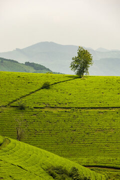 View of a solitary tree stands sentinel over the undulating green tea fields, a tranquil scene painted with the soft hues of dawn, Phu Tho, Ph&uacute; Thọ, Vietnam.