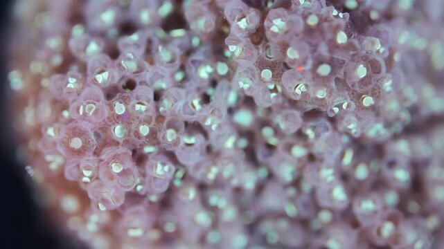 Colony of bryozoans under a microscope. Sometimes they are called Ectoprocta. Sea of Okhotsk. Under ultraviolet light.