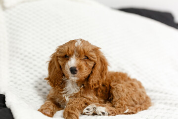 Cute Brown and White Puppy Resting on Soft Blanket