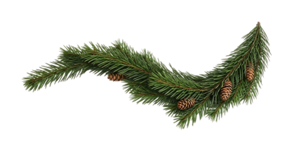 Pine branch with pine cones on white background