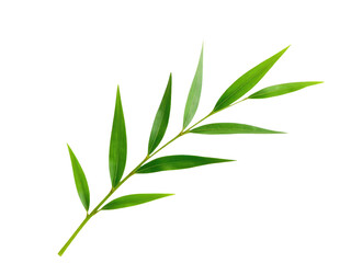 Fototapeta premium A close-up shot of a single green leaf against a white background, perfect for use in scientific or educational contexts.transparent background