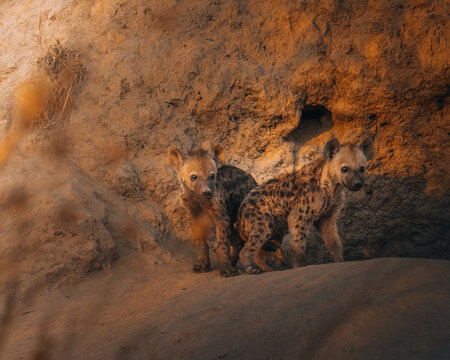 View of two spotted hyena cubs emerging from their den, bathed in the warm glow of the setting sun, creating a striking contrast of light and shadow, Hazyview, Mpumalanga, South Africa.
