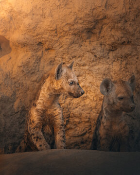 View of two spotted hyenas nestled close, their speckled coats a stark contrast against the rough, sandy earth of their den, Hazyview, Mpumalanga, South Africa.